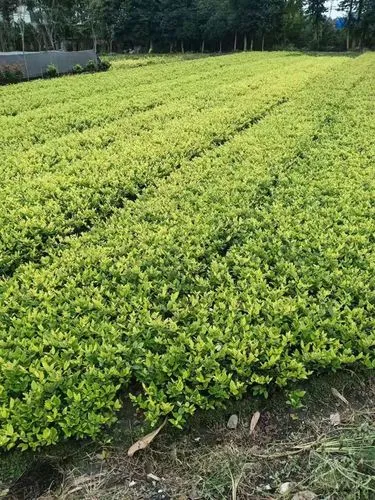 未央?yún)^(qū)城市綠化處處長簡歷