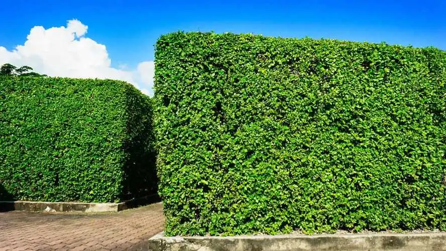 茶館園林景觀設(shè)計方案
